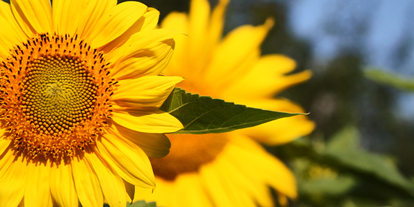 Sunflower Award